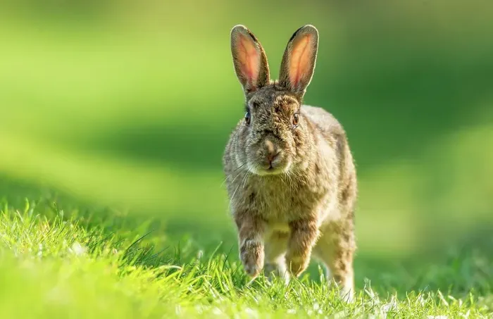 Framed Print : UK, Norfolk, Rabbit (Oryctolagus cuniculus) running Framed Print : UK, Norfolk, Rabbit (Oryctolagus cuniculus) running