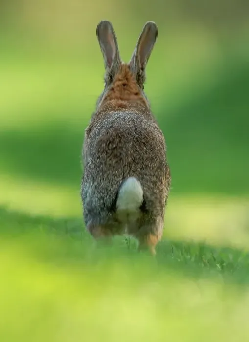Framed Print : UK, Norfolk, Rabbit (Oryctolagus cuniculus) running Framed Print : UK, Norfolk, Rabbit (Oryctolagus cuniculus) running