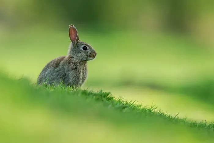 Framed Print : UK, Norfolk, Young Rabbit (Oryctolagus cuniculus) sitting on grass