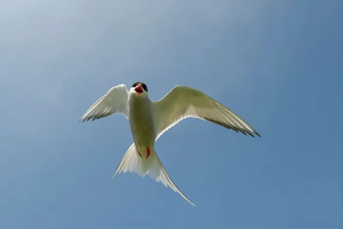Framed Print : UK, Northumberland, Arctic Tern (Sterna paradisaea) adult in flight exhibiting mobbing behavior