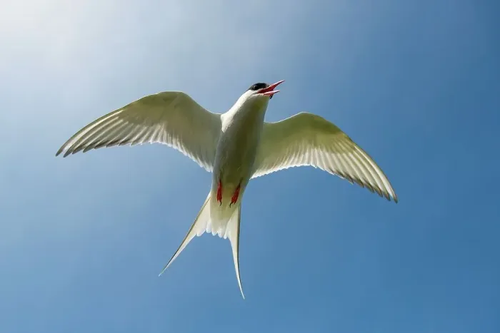 Framed Print : UK, Northumberland, Arctic Tern (Sterna paradisaea) adult in flight exhibiting mobbing behavior