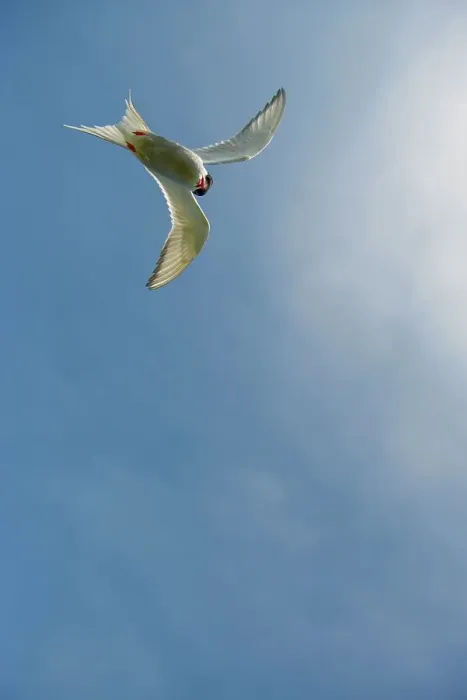 Framed Print : UK, Northumberland, Arctic Tern (Sterna paradisaea) adult in flight portrait