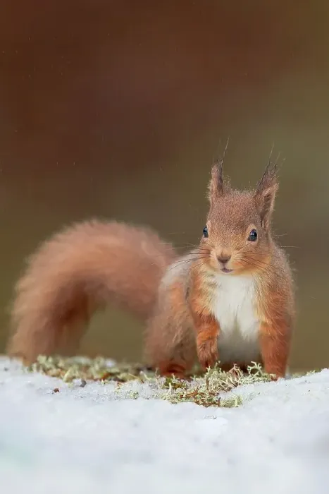 Framed Print : UK, Scotland, Cairngorms, Red Squirrel (Sciurus vulgaris) feeding in snow