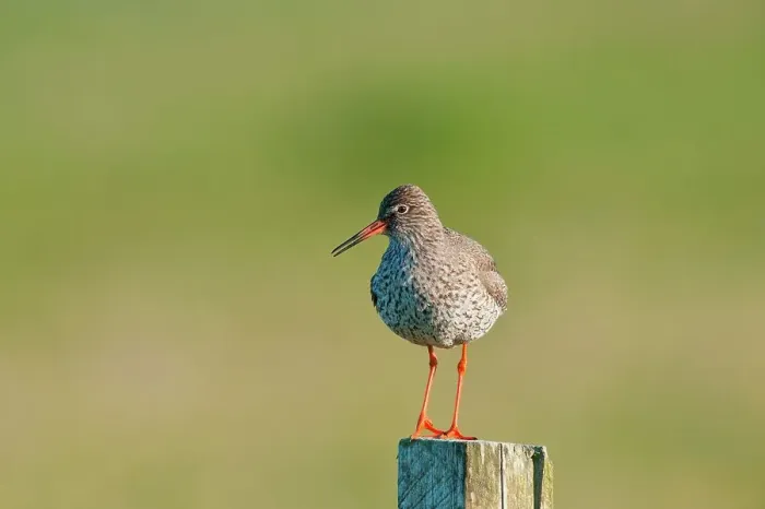 Framed Print : UK Scotland, North Uist, Redshank (Tringa totanus) adult on fence post
