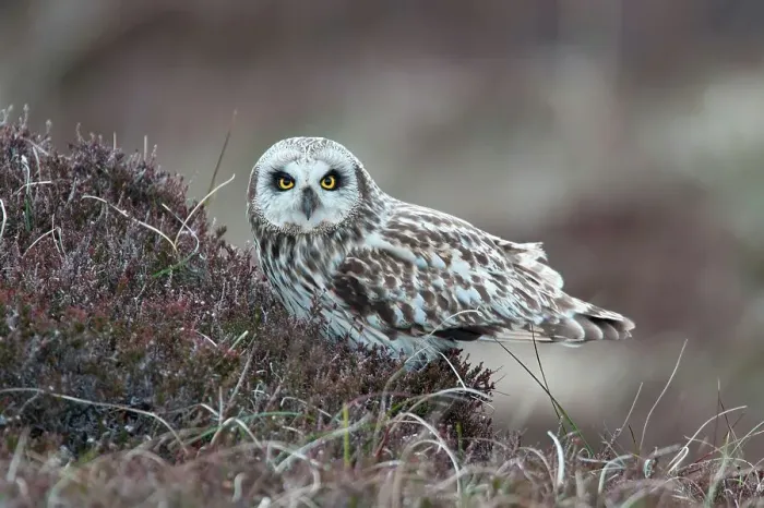 Framed Print : UK Scotland, North Uist, Short-eared Owl (Asio flammeus) on moorland Framed Print : UK Scotland, North Uist, Short-eared Owl (Asio flammeus) on moorland