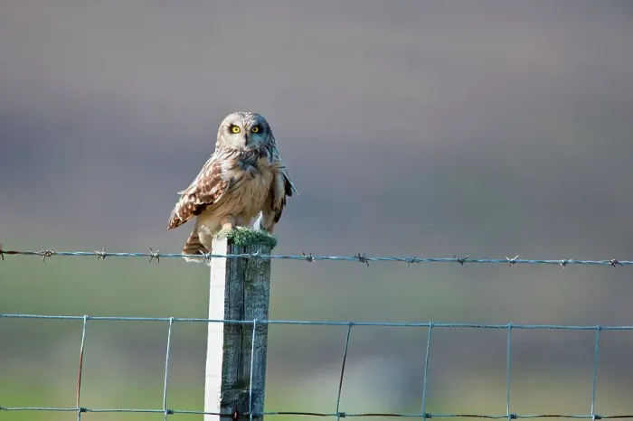 Framed Print : UK Scotland, North Uist, Short-eared Owl (Asio flammeus) sitting on fence Framed Print : UK Scotland, North Uist, Short-eared Owl (Asio flammeus) sitting on fence