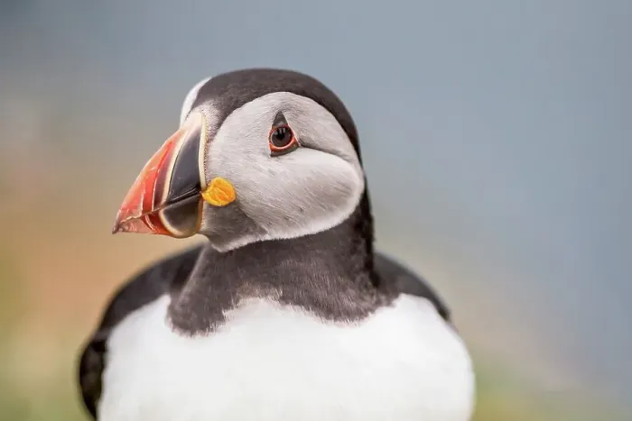 Framed Print : UK, Wales, Skomer, Puffin (Fratercula arctica) portrait Framed Print : UK, Wales, Skomer, Puffin (Fratercula arctica) portrait