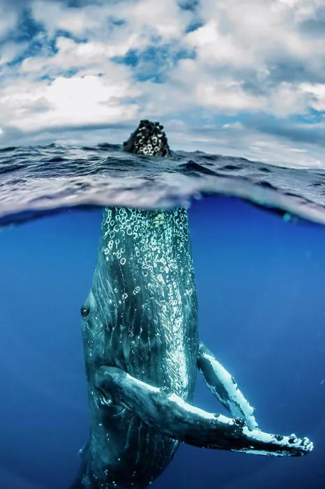 Framed Print : Underwater Photo, Humpback Whale (Megaptera novaeangliae) rising to the surface for a spyhop, Maui, Hawaii