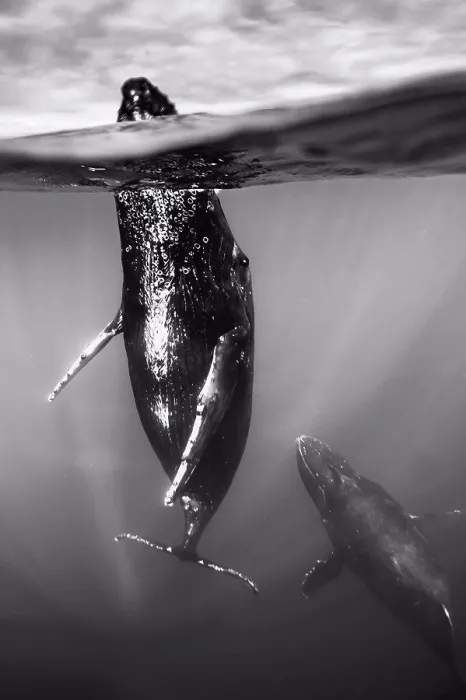 Framed Print : Underwater Photo, Swimming Humpback Whale (Megaptera novaeangliae) makes a close approach, Maui, Hawaii Framed Print : Underwater Photo, Swimming Humpback Whale (Megaptera novaeangliae) makes a close approach, Maui, Hawaii