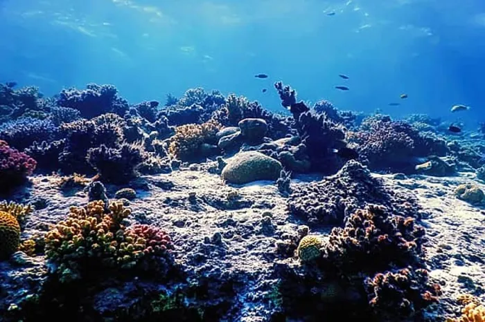 Framed Print : Underwater view of the coral reef, Tropical waters, Marine life Framed Print : Underwater view of the coral reef, Tropical waters, Marine life
