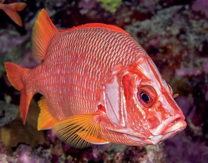 Framed Print : Underwater view of a Saber Squirrelfish (Sargocentrum spiniferum) at Molokini Crater; Maui Framed Print : Underwater view of a Saber Squirrelfish (Sargocentrum spiniferum) at Molokini Crater; Maui