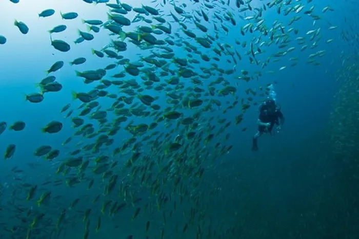 Framed Print : Underwater view of school of fish with scuba diver, Similan National Reserve, Richelieu Rock, Andaman Sea, Thailand