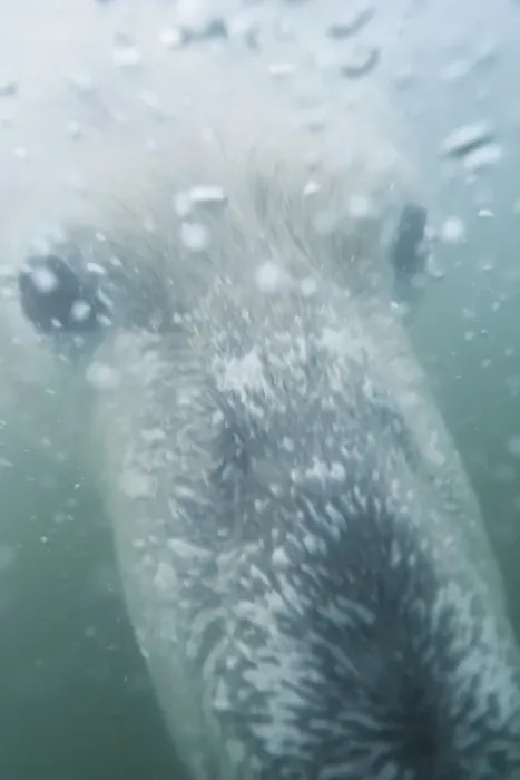Framed Print : Underwater view of a young Polar bear (Ursus maritimus) swimming in freezing water Framed Print : Underwater view of a young Polar bear (Ursus maritimus) swimming in freezing water