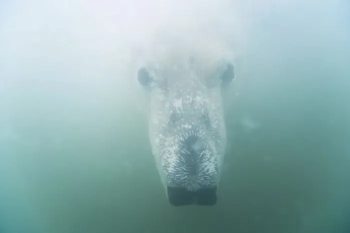 Framed Print : Underwater view of a young Polar bear (Ursus maritimus) swimming in freezing water
