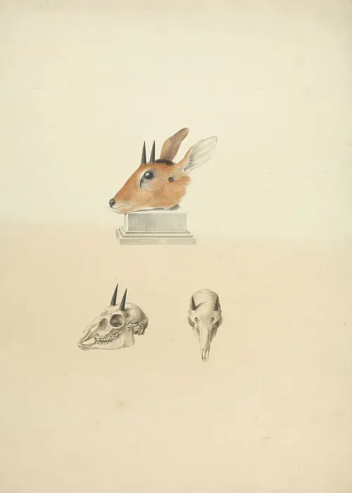 Framed Print : Unidentified Madogua Dik-dik James Bruce 1730-1794 Framed Print : Unidentified Madogua Dik-dik James Bruce 1730-1794