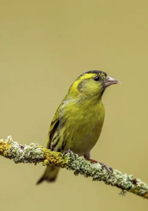 Framed Print : United Kingdom, Dumfries, (Eurasian) Siskin (Carduelis spinus) perching on twig