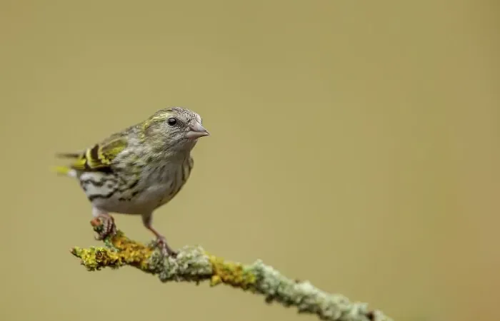 Framed Print : United Kingdom, Dumfries, (Eurasian) Siskin (Carduelis spinus) perching on twig Framed Print : United Kingdom, Dumfries, (Eurasian) Siskin (Carduelis spinus) perching on twig