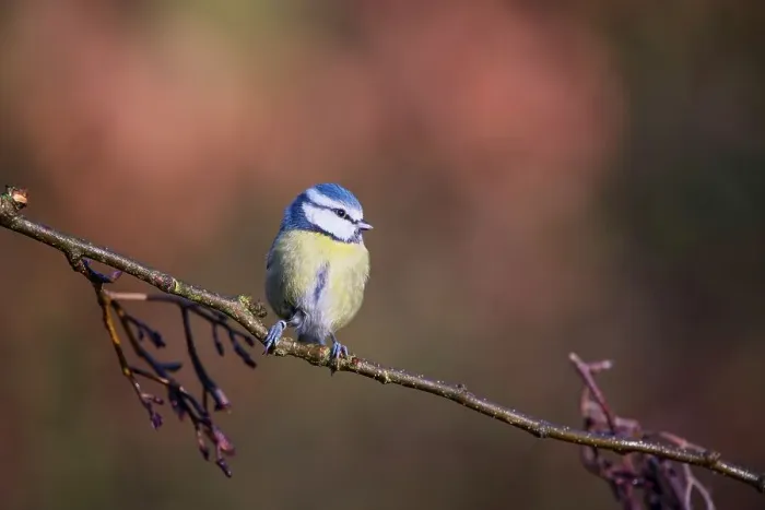 Framed Print : United Kingdom, Norfolk, Blue Tit (Parus caeruleus) adult on branch in woodland