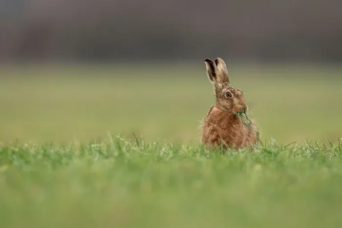 Framed Print : United Kingdom, Norfolk, Brown European Hare (Lepus europaeus) eating field crops
