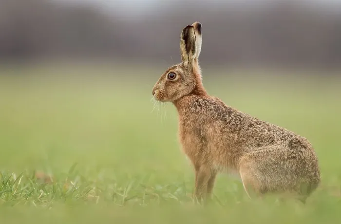Framed Print : United Kingdom, Norfolk, Brown European Hare (Lepus europaeus) in field