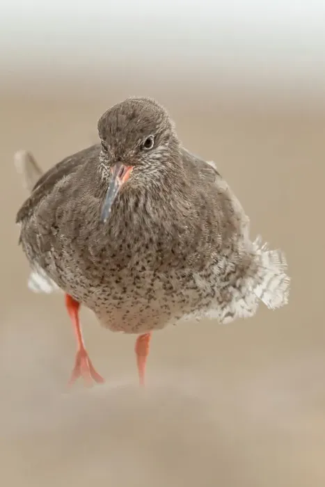 Framed Print : United Kingdom, Norfolk, (common) Redshank (Tringa totanus) searching for food on pebble beach Framed Print : United Kingdom, Norfolk, (common) Redshank (Tringa totanus) searching for food on pebble beach