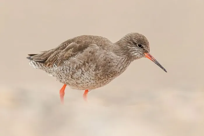 Framed Print : United Kingdom, Norfolk, (common) Redshank (Tringa totanus) searching for food on pebble beach Framed Print : United Kingdom, Norfolk, (common) Redshank (Tringa totanus) searching for food on pebble beach