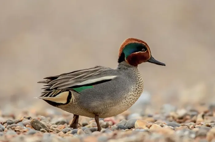 Framed Print : United Kingdom, Norfolk, (Common) Teal male (Anas crecca) walking on pebble beach Framed Print : United Kingdom, Norfolk, (Common) Teal male (Anas crecca) walking on pebble beach