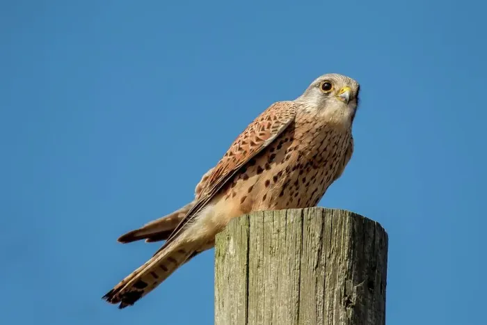 Framed Print : United Kingdom, Norfolk, Kestral (Falco tinnuniculus) perching on pole Framed Print : United Kingdom, Norfolk, Kestral (Falco tinnuniculus) perching on pole