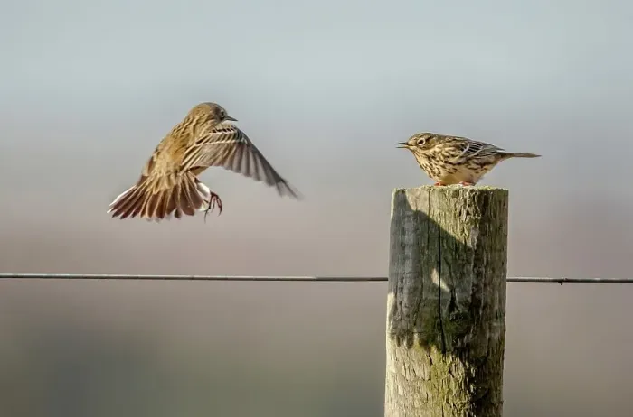 Framed Print : United Kingdom, Norfolk, Meadow Pipit (Anthus pratensis) fighting for ownership of perch Framed Print : United Kingdom, Norfolk, Meadow Pipit (Anthus pratensis) fighting for ownership of perch