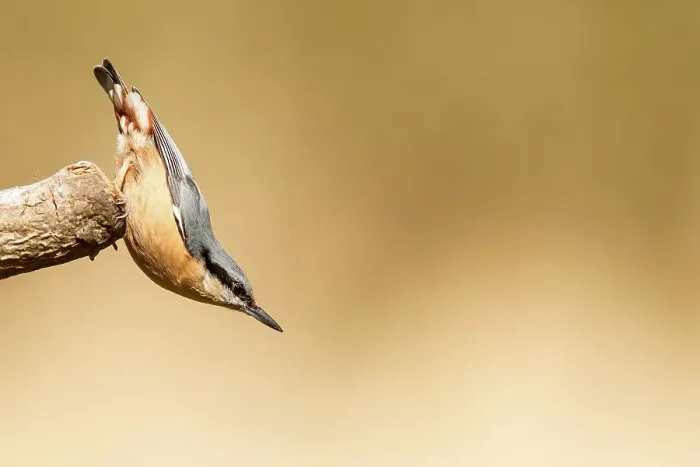 Framed Print : United Kingdom, Norfolk, Nuthatch (Sittidae) angled perching position Framed Print : United Kingdom, Norfolk, Nuthatch (Sittidae) angled perching position