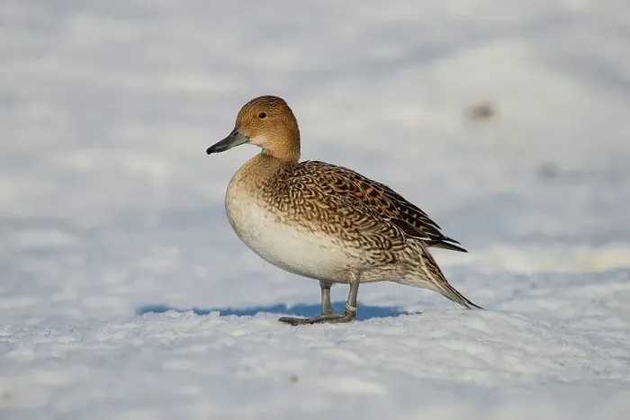 Framed Print : United Kingdom, Norfolk, Pintail (Anas acuta) standing on snow Framed Print : United Kingdom, Norfolk, Pintail (Anas acuta) standing on snow