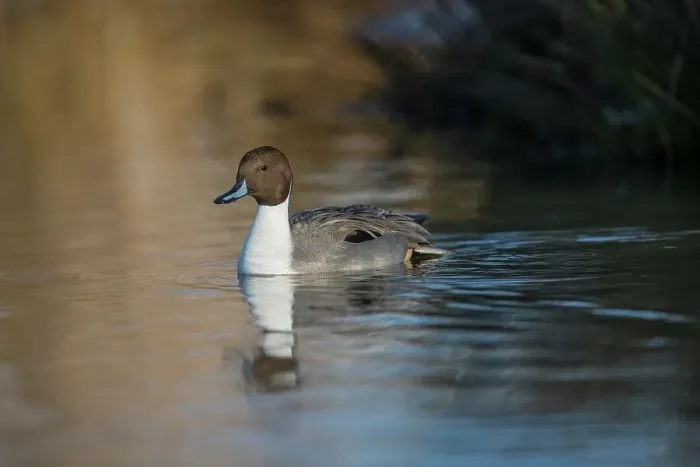 Framed Print : United Kingdom, Norfolk, Pintail (Anas acuta) swimming