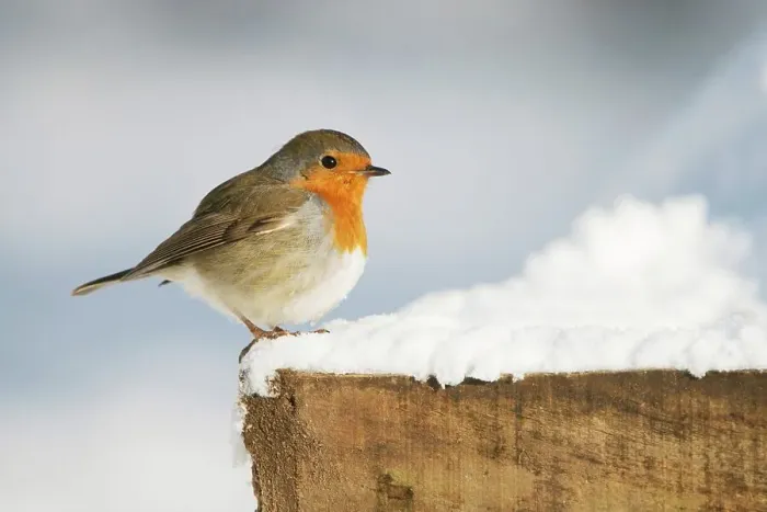 Framed Print : United Kingdom, Norfolk, Robin (Erithacus rubecula) adult perched on bird table Framed Print : United Kingdom, Norfolk, Robin (Erithacus rubecula) adult perched on bird table