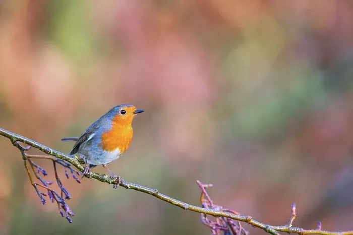 Framed Print : United Kingdom, Norfolk, Robin (Erithacus rubecula) adult perched on branch Framed Print : United Kingdom, Norfolk, Robin (Erithacus rubecula) adult perched on branch