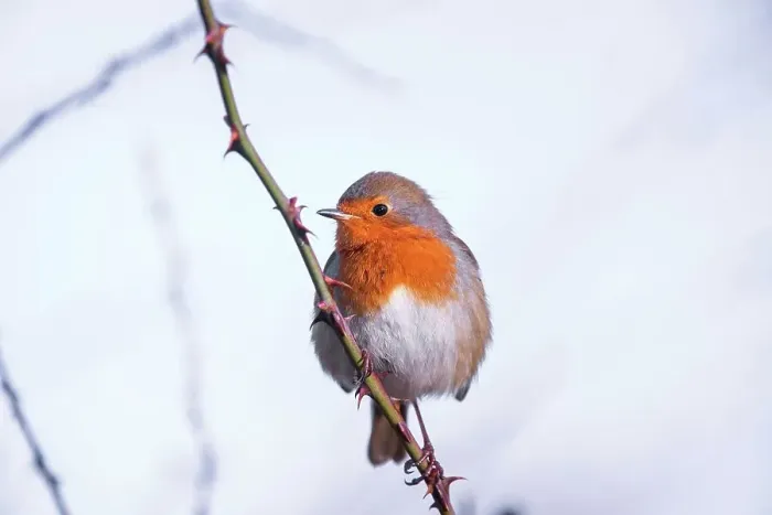 Framed Print : United Kingdom, Norfolk, Robin (Erithacus rubecula) adult perched on briar branch