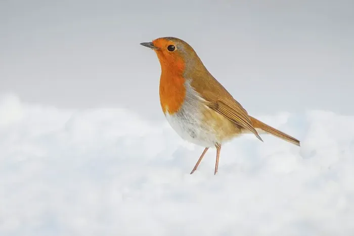 Framed Print : United Kingdom, Norfolk, Robin (Erithacus rubecula) adult perched in snow Framed Print : United Kingdom, Norfolk, Robin (Erithacus rubecula) adult perched in snow