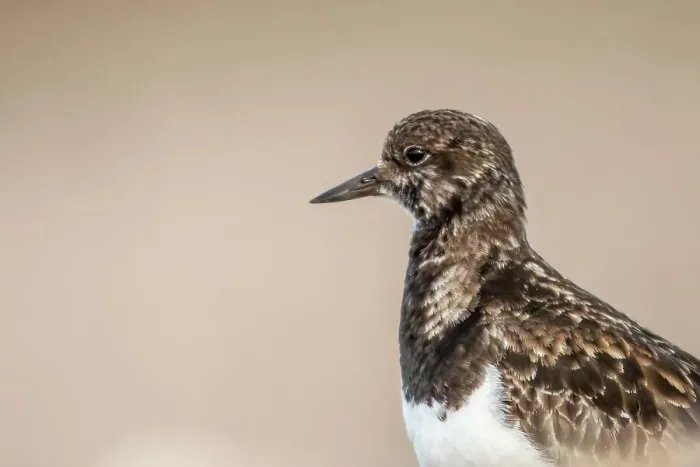 Framed Print : United Kingdom, Norfolk, Turnstone (Arenaria interpres) isolated head shot on pebble beach