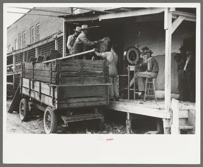 Framed Print : Unloading turkeys at poultry cooperative Framed Print : Unloading turkeys at poultry cooperative