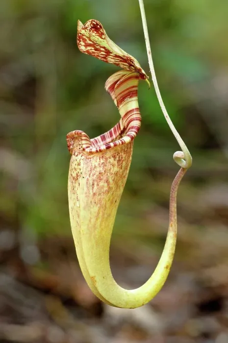 Framed Print : Upper aerial pitcher of Pitcher plant (Nepenthes rafflesiana) growing in Kerangas Forest