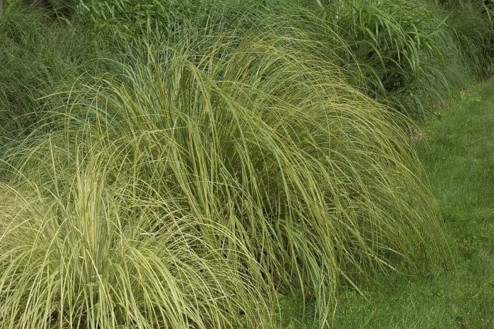 Framed Print : Uruguayan pampas grass Gold Band in a garden France Framed Print : Uruguayan pampas grass Gold Band in a garden France