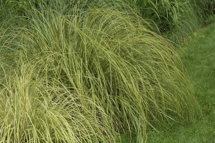 Framed Print : Uruguayan pampas grass Gold Band in a garden France Framed Print : Uruguayan pampas grass Gold Band in a garden France