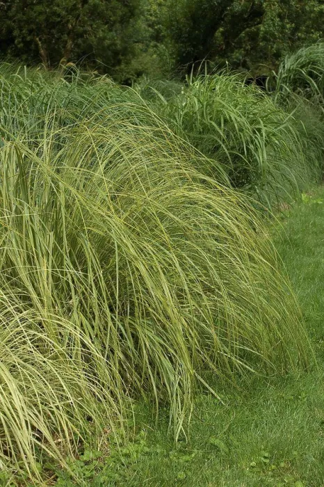 Framed Print : Uruguayan pampas grass Gold Band in a garden France