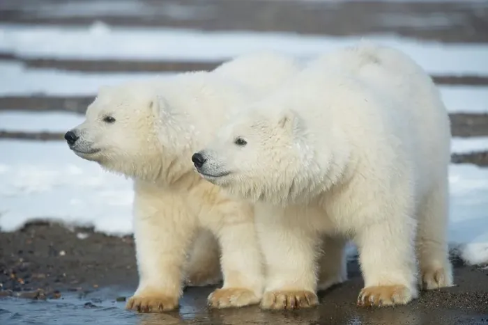 Framed Print : USA, Alaska, Beaufort Sea, Two young polar bears (Ursus maritimus) Framed Print : USA, Alaska, Beaufort Sea, Two young polar bears (Ursus maritimus)