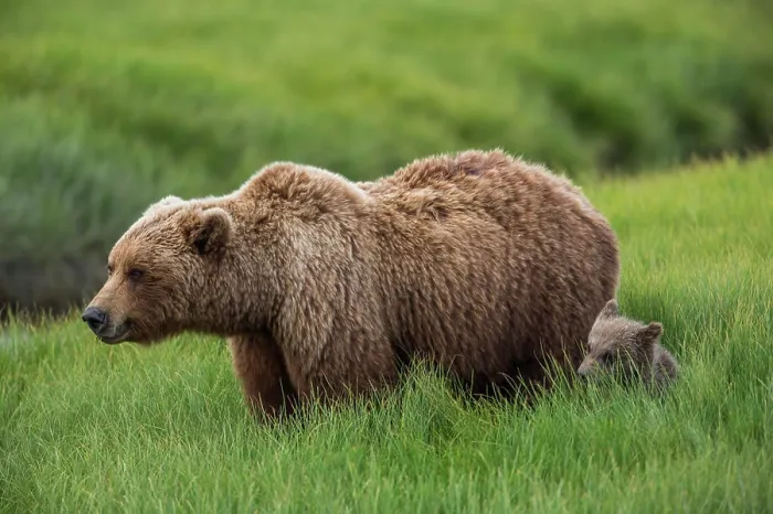 Framed Print : USA, Alaska, Brown bear and cub Framed Print : USA, Alaska, Brown bear and cub