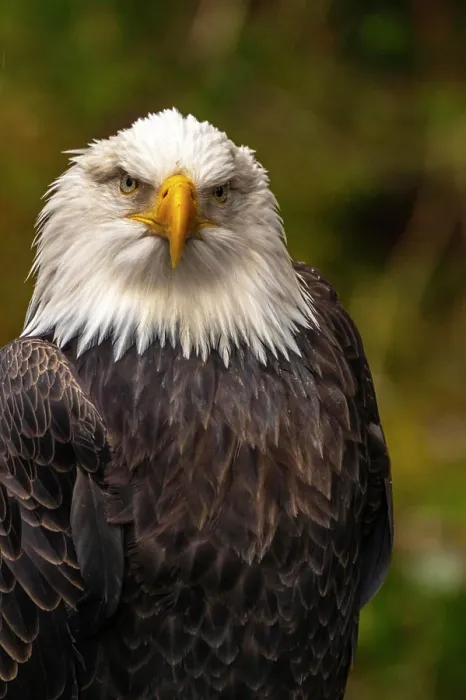 Framed Print : USA, Alaska, Sitka, Alaska Raptor Center. Captive bald eagle Framed Print : USA, Alaska, Sitka, Alaska Raptor Center. Captive bald eagle