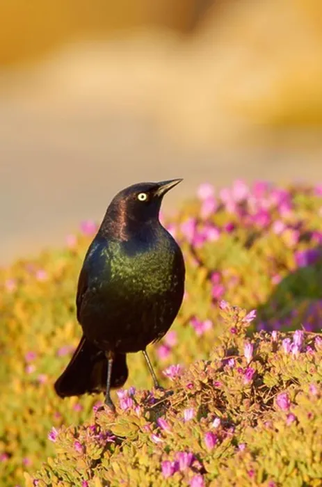 Framed Print : USA, California, Brewer's Blackbird (Euphagus cyanocephalus) perching on sea daisy's Framed Print : USA, California, Brewer's Blackbird (Euphagus cyanocephalus) perching on sea daisy's