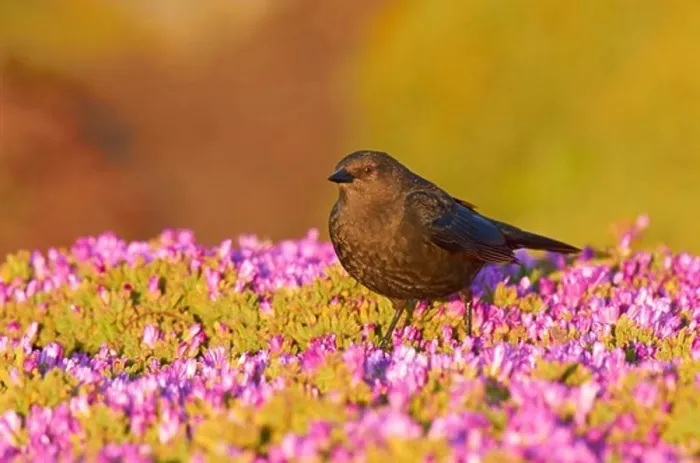 Framed Print : USA, California, Brewer's Blackbird (Euphagus cyanocephalus) perching on sea daisy's Framed Print : USA, California, Brewer's Blackbird (Euphagus cyanocephalus) perching on sea daisy's
