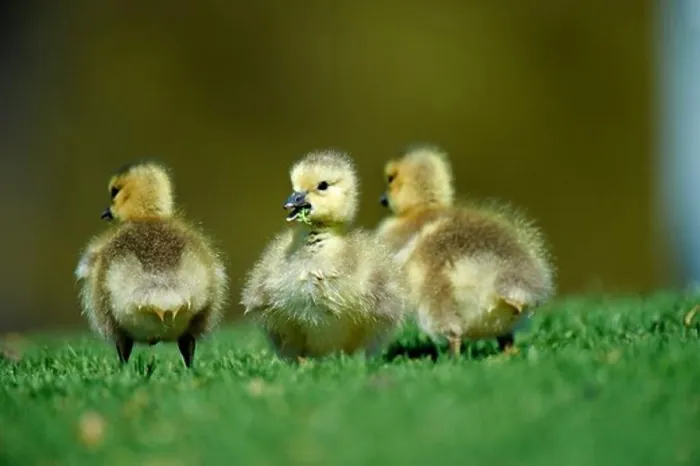 Framed Print : USA, California, Canada Goose (Branta canadensis) chicks