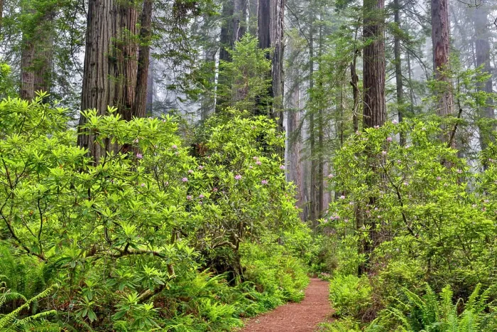 Framed Print : USA, California. Del Norte Redwoods State Park springtime with redwoods and rhododendrons Framed Print : USA, California. Del Norte Redwoods State Park springtime with redwoods and rhododendrons