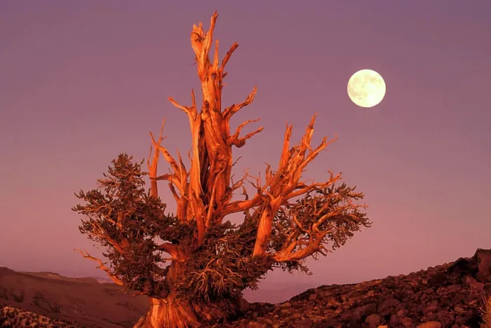 Framed Print : USA, California, Inyo National Forest, White Mountains. Full moon rising behind ancient Bristlecone Pine Forest Framed Print : USA, California, Inyo National Forest, White Mountains. Full moon rising behind ancient Bristlecone Pine Forest